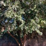 Metrosideros excelsa موطن