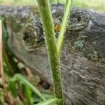 Cirsium altissimum ഇല