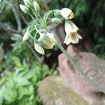 Allium siculum Blodyn