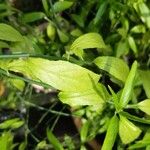 Clinacanthus nutans Blad