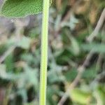 Stachys spectabilis خشب