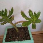 Sedum praealtum List