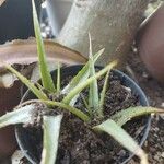 Aechmea recurvata Folha