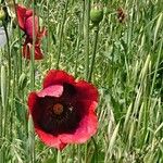 Papaver somniferumKwiat