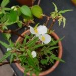 Begonia dregei Flower