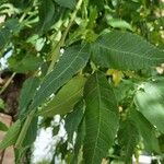 Fraxinus angustifolia برگ