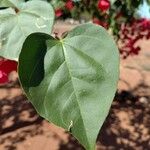 Bougainvillea spectabilis Leaf