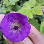 Geranium platypetalum Fisch. & C.A.Mey.Blüte