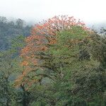 Erythrina poeppigiana