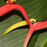 Heliconia vaginalis Blomst