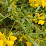 Genista lydia Hostoa