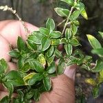 Serissa japonica Hoja