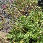 Erodium manescavi পাতা