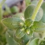 Cerastium glomeratum Altres