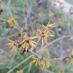 Hamamelis mollis Λουλούδι