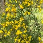 Cytisus striatusFloro