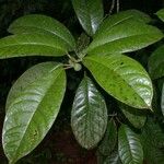 Ficus maxima Прочее