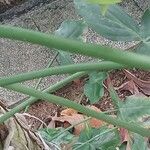 Philodendron camposportoanum Bark