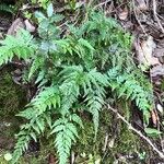 Asplenium onopteris List