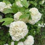 Viburnum macrocephalum 葉