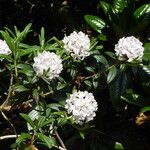 Rhododendron trichostomum Hoja