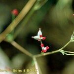 Thalictrum foetidum Other