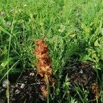 Orobanche elatior Кветка