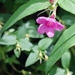 Jasminum beesianum Bloem