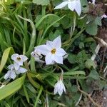 Ipheion uniflorum Flor