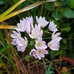 Allium roseumFlor