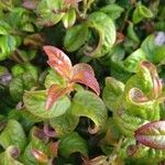 Leucothoe axillaris Листок