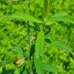 Crotalaria juncea Blad