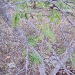 Mimosa tenuiflora List