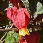 Abutilon megapotamicum Flor