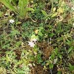 Centaurium erythraea Blüte