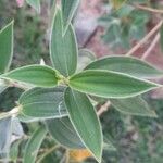 Tibouchina urvilleana Hoja