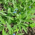 Commelina diffusa Лист