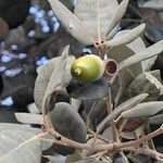 Quercus rotundifolia Fruit