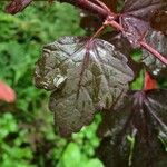 Hibiscus acetosella Feuille