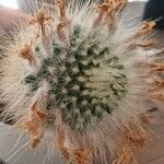 Mammillaria spinosissima Frunză