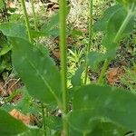 Monarda didyma Bark