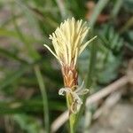 Carex halleriana Virág