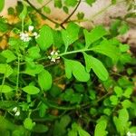 Cardamine bonariensis Leaf