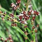 Juncus acutiflorus പുഷ്പം