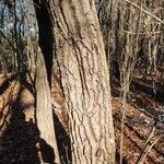 Oxydendrum arboreum 树皮