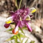 Melampyrum cristatum Λουλούδι