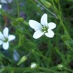 Sabulina austriaca Bloem