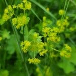 Alchemilla xanthochloraBlomst