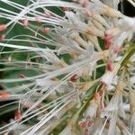 Aesculus parviflora Kvet