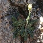 Crepis albida Hábito